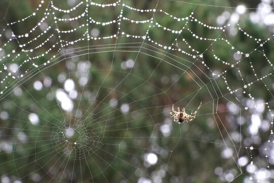 Close-up of spider on web