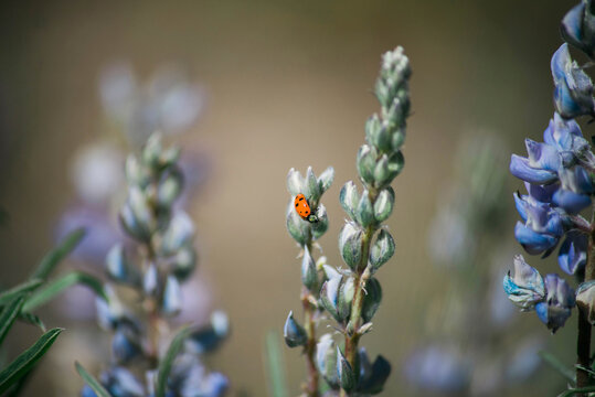 Close-up of ladybug on flower at field
