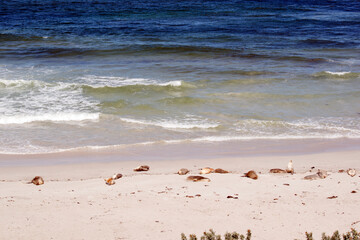 the sea lions are grey on top and white on the bottom, they have hair not fur