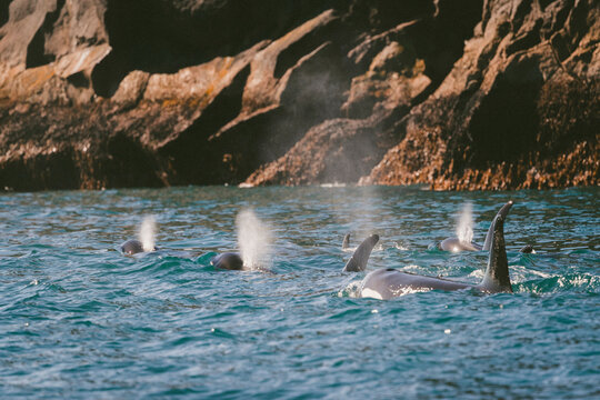 Idyllic view of whales exhaling in sea at Kenai Fjords National Park