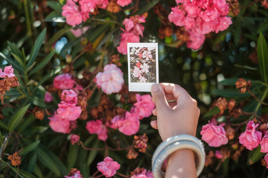 Cropped hand of woman holding instant print transfer against flowers in park