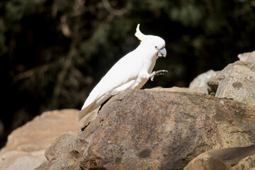 this is a side view of a sulphur crested cockatoo