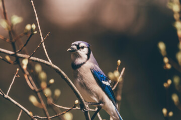 Bluejay Bird perching on branch