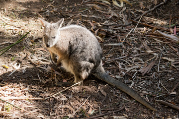 the tammar wallaby is becoming hard to find as their habitat is being destroyed