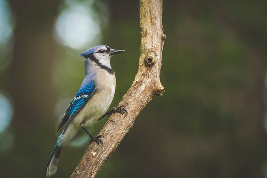 Close-up of bluejay bird perching on branch