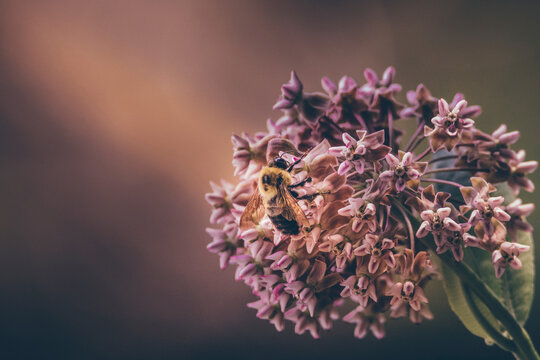 Bumblebee feeding on flowers