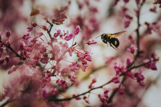 Bumblebee flying by flowers at park