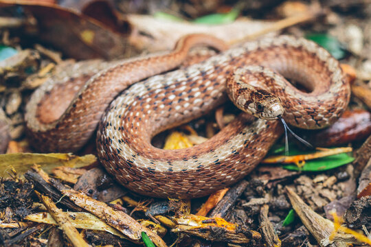 Close-up of snake on field