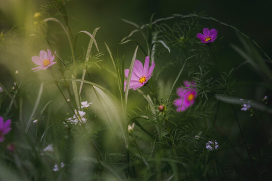Close-up of flowers blooming on field in park - Powered by Adobe