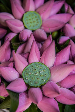 Close-up of wet lotus water lilies blooming outdoors