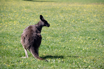 the western grey kangaroo is looking over its shoulder