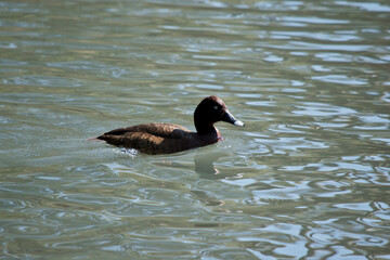 the white eyed duck is brown with a white eye