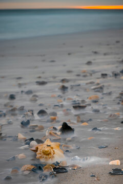 Shells On The Beach, Emerald Isle North Carolina 