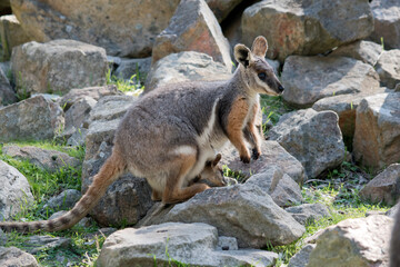 the yellow footed rock wallaby is climbing up the rocky ridge