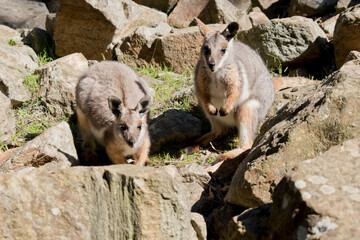 the two yellow footed rock wallabies are looking for food