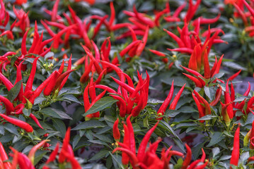 Ornamental pepper, Capsicum annuum. House plant, a pot culture with rich branching, dark green foliage, striking fruit shape, attractive colors