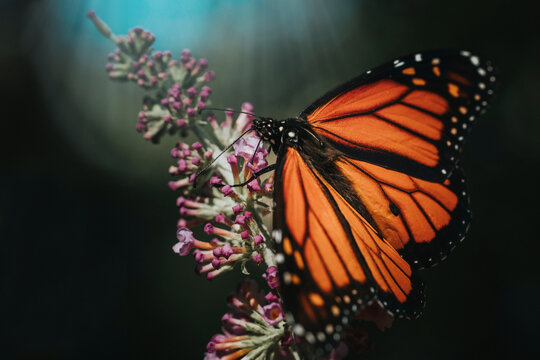 Close-up of monarch butterfly pollinating on flower