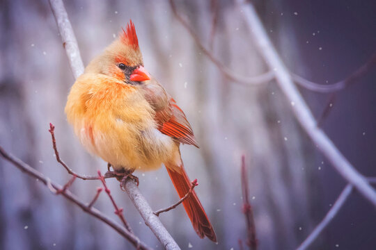 Close-up of cardinal bird perching on branch during snowfall