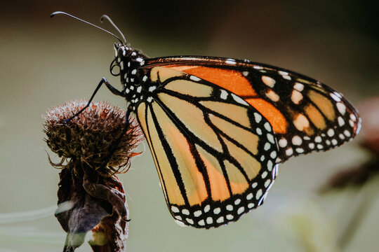Close-up of monarch butterfly perching on wilted thistle