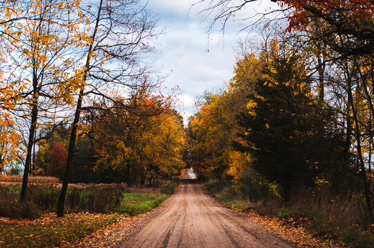 Dirt road amidst trees during autumn at park