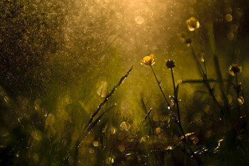 Close-up of flowers growing at park during rainfall at sunrise