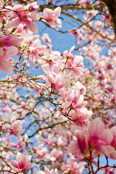 Close-up of pink magnolia blooming on branches