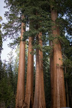 Sequoia Trees growing in forest at national park