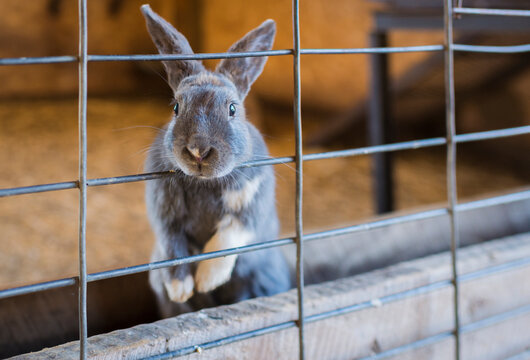 Portrait of rabbit in cage
