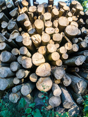 Stacked pile of wood logs for heating amid energy crisis