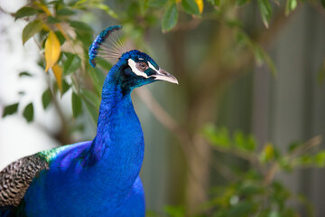 Close-up of peacock perching against plant