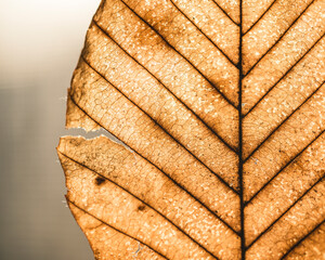 Close-up of dry leaf