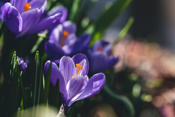 Close-up of purple flowers growing at garden