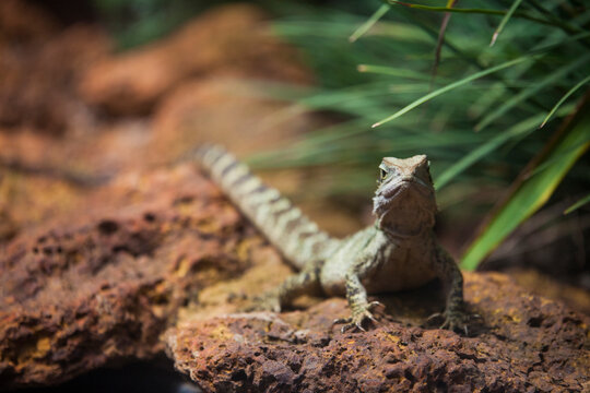 Close-up of lizard on field by plants