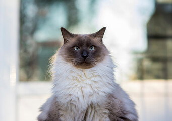 Close-up portrait of cat sitting outdoors