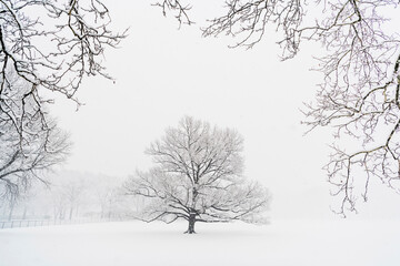 Bare trees on snow covered field during snowfall
