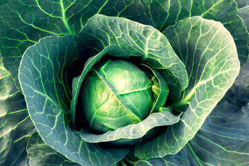 Obraz premium Fresh, white cabbage growing in a vegetable garden on a farm.