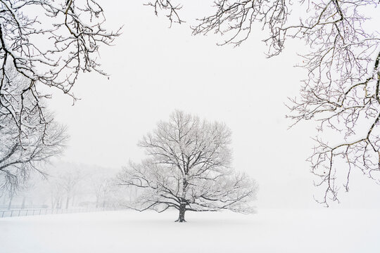 Bare trees on snow covered field during snowfall