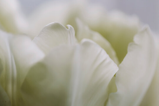 Close-up of fresh white flowers