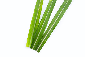 Sugar cane leaves on white background.