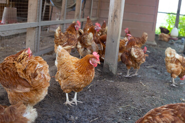 Hens in the chicken farm. Organic poultry house.