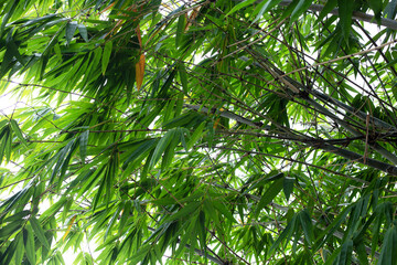 Bamboo plant in the garden