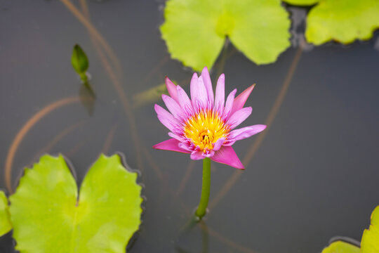 Nymphaea lotus flower with leaves, Beautiful blooming pink water lily