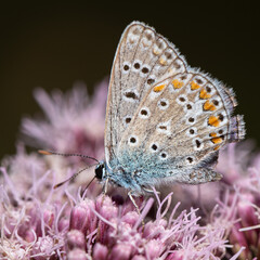 Polyommatus icarus - Common blue - Argus bleu-Azuré commun