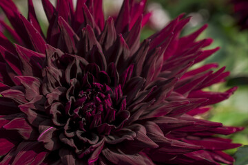dark purple  beautiful Dhalia flower closeup