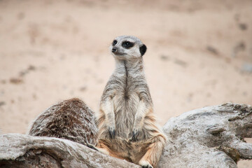 funny happy meerkat in the desert looking