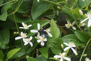Wasp on White Stefanotis Flowers and Leaves