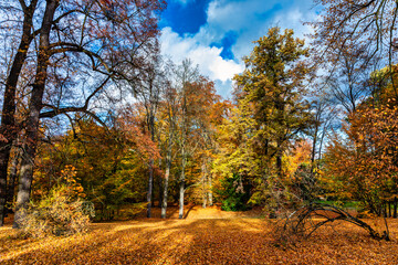 Fototapeta premium Autumn scene, fall, red and yellow trees and leaves in sun light. Beautiful autumn landscape with yellow trees and sun. Colorful foliage in the park, falling leaves natural background