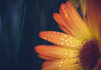 Extreme close-up of water drops on sunflower growing outdoors at night
