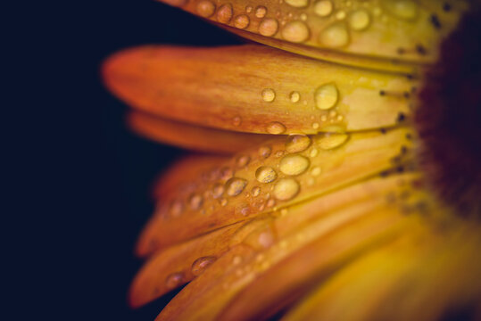 Extreme close-up of water drops on sunflower over black background