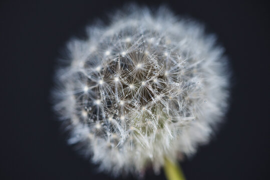 Close-up of wet dandelion seed over black background
